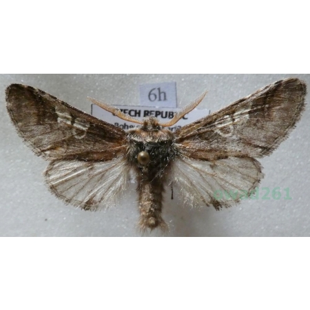 Diloba caeruleocephala (Linnaeus, 1758) male Bielmica sinogłówka Czech6h